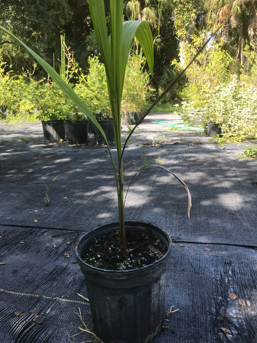 royal palm plant price Florida Royal Palm 1 gallon – Florida Native Wildflowers