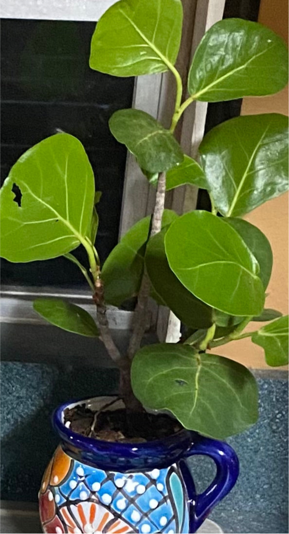 sea grape plant indoor Sea Grape 3” Pot or Treecones – Florida Native Wildflowers