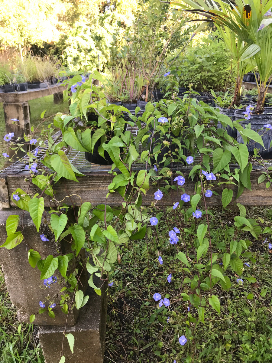 Sky Blue Clustervine 1 gallon Pot – Florida Native Wildflowers