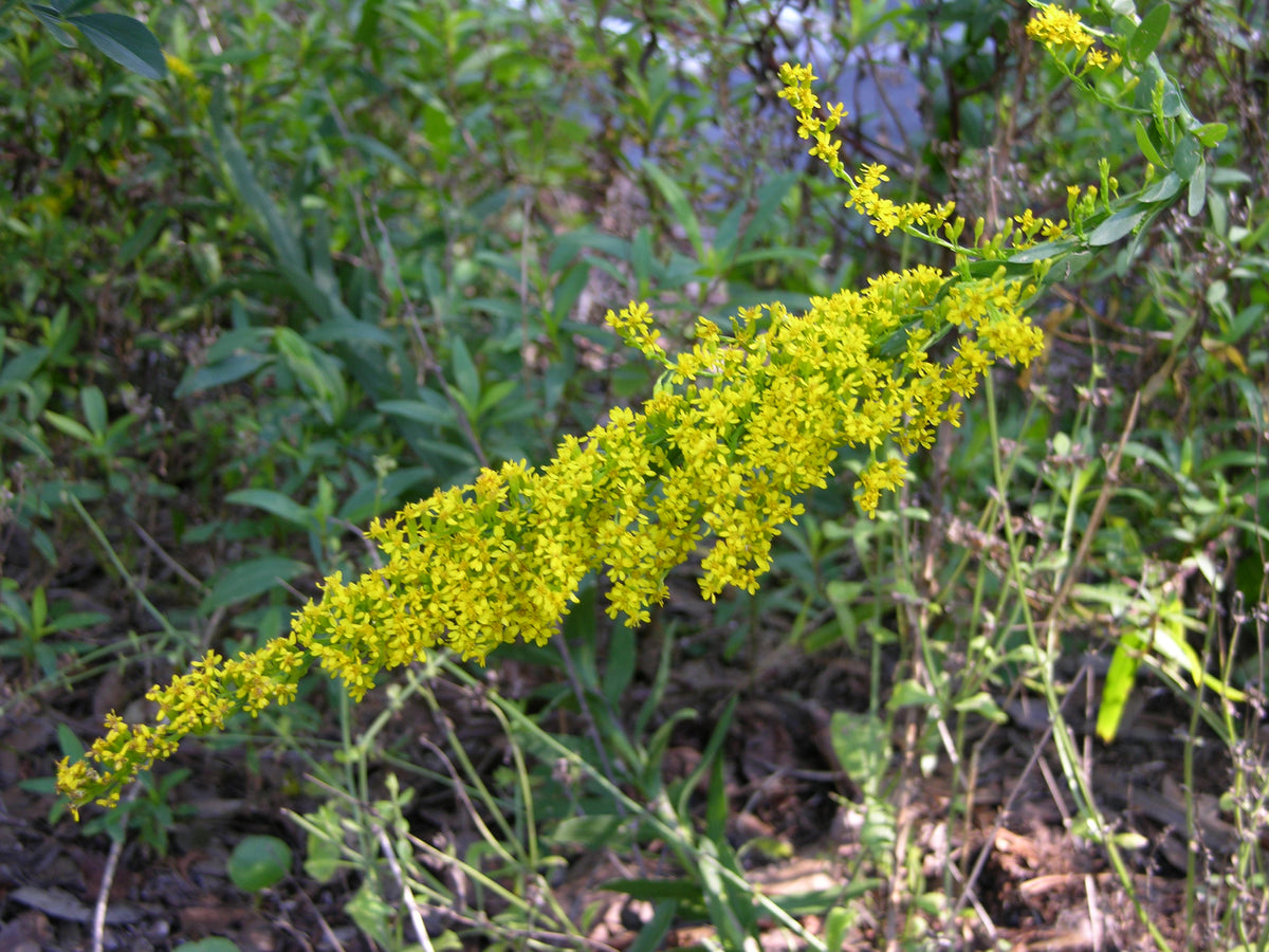 Seaside Goldenrod 4
