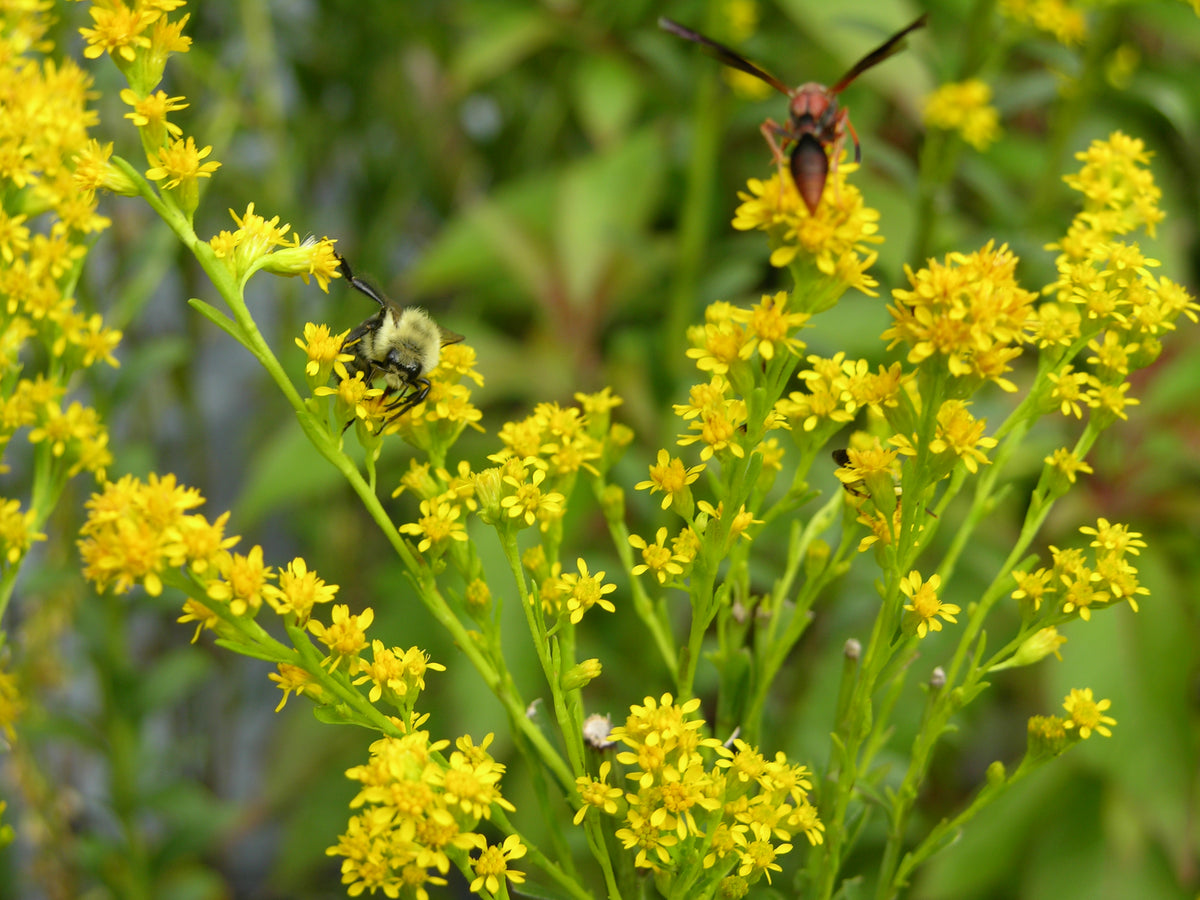 Seaside Goldenrod Seed Florida Native Wildflowers Maple Street