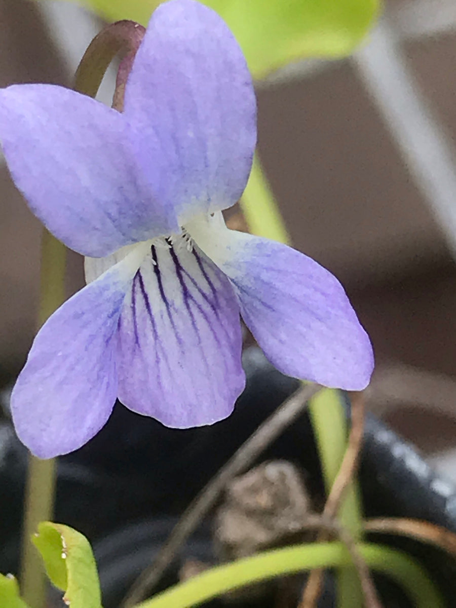 Florida Violet - 4” Pot – Florida Native Wildflowers - Maple