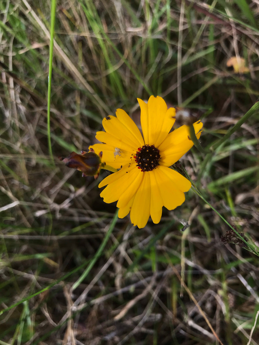 Coreopsis floridana Seed Florida Native Wildflowers Maple Street