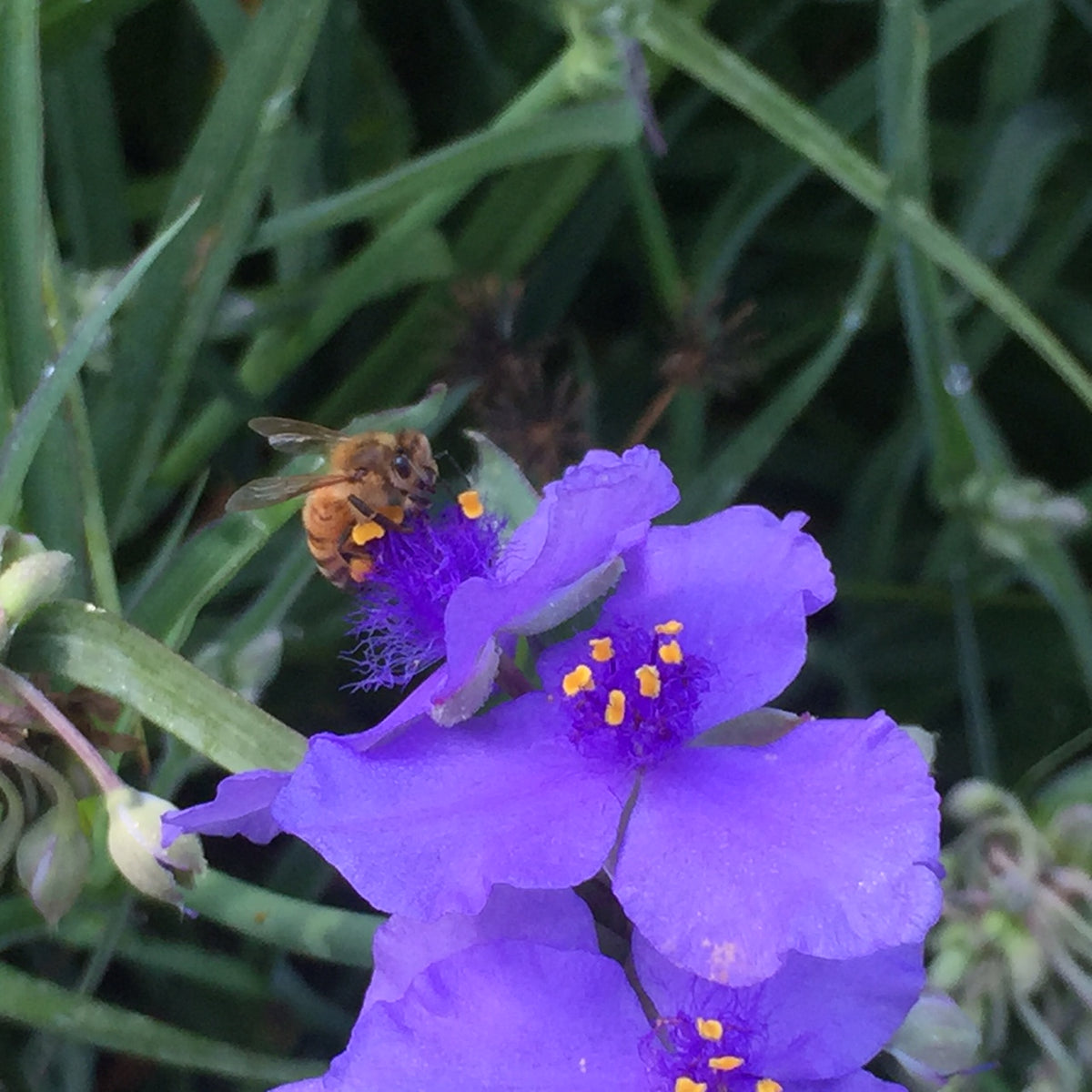 Spiderwort / Tradescantia ohiensis 1 gallon – Florida Native