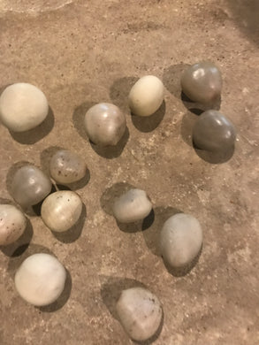 Gray Nickerbean Seed