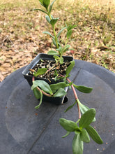 Beach Elder - Iva imbricata 4” pot