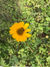 Narrow Leaved Sunflower
