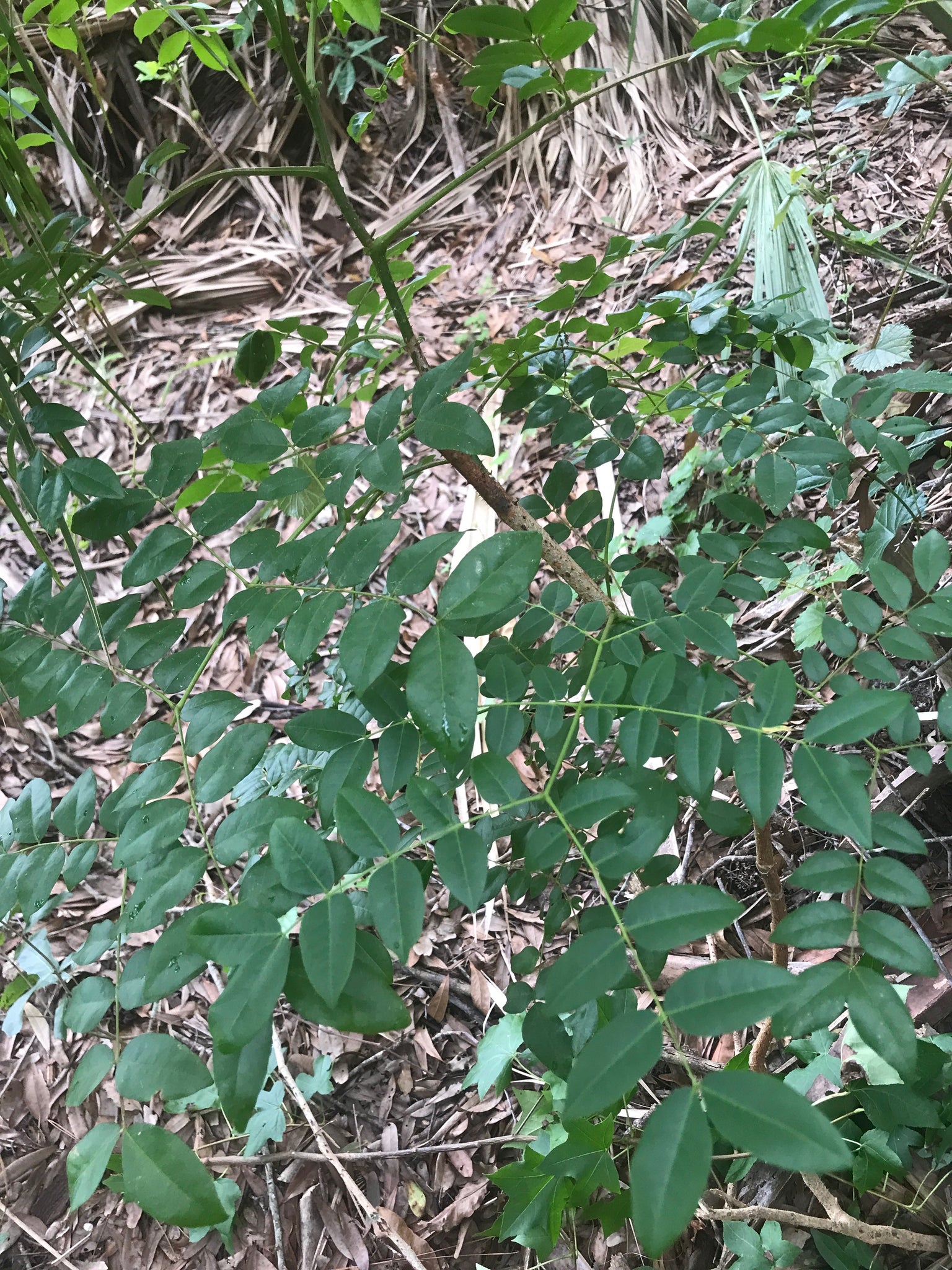 Nickerbean Tree Gray Nickerbean Seed – Florida Native Wildflowers - Maple Street ...