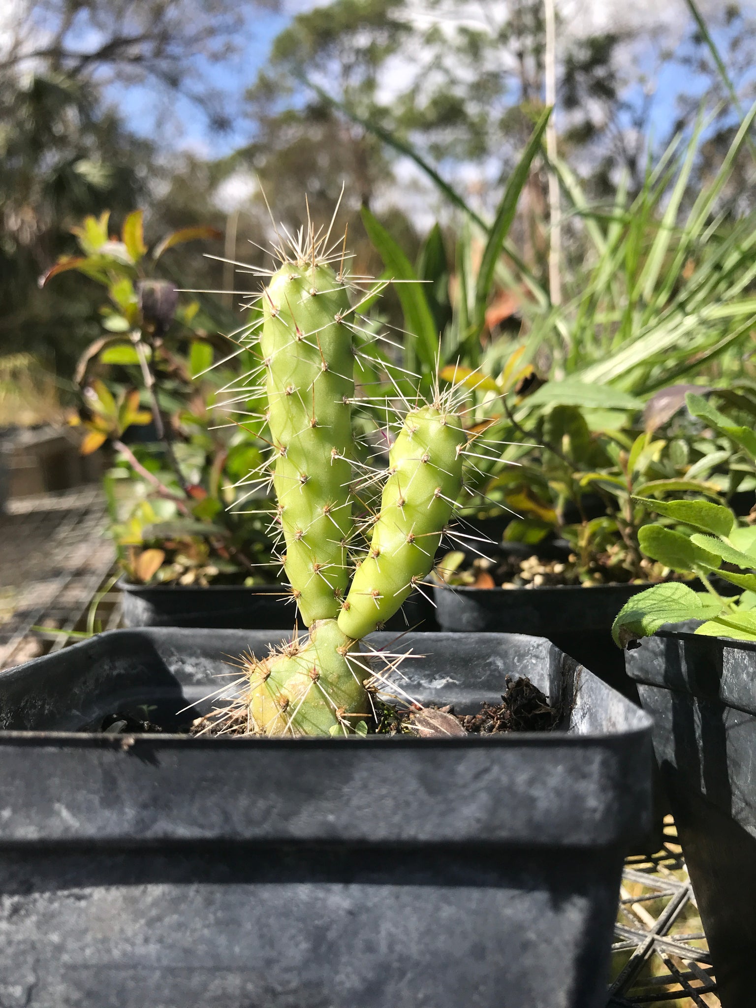 kaktus 4 Semaphore cactus 4” Pot – Florida Native Wildflowers