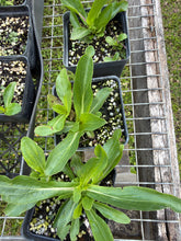 Vanilla Plant - Carphephorus ordoratissimus 4" Pot