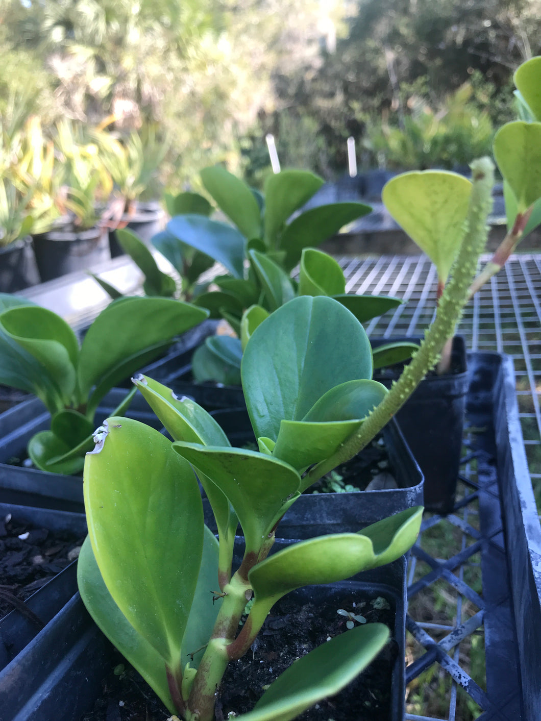 Peperomia obtusifolia 4” pot
