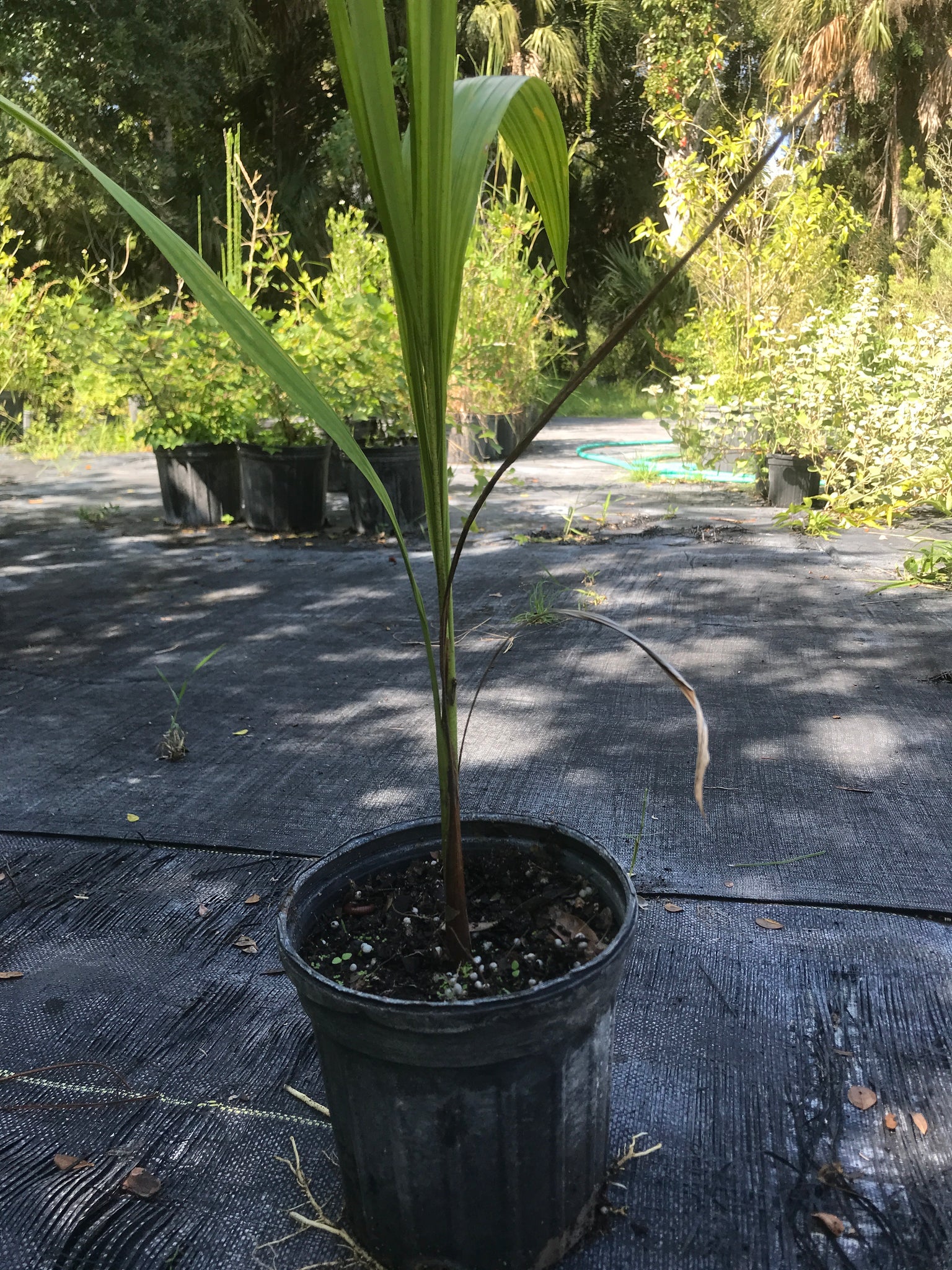royal palm plant Florida Royal Palm 1 gallon