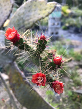 Semaphore cactus 4” Pot