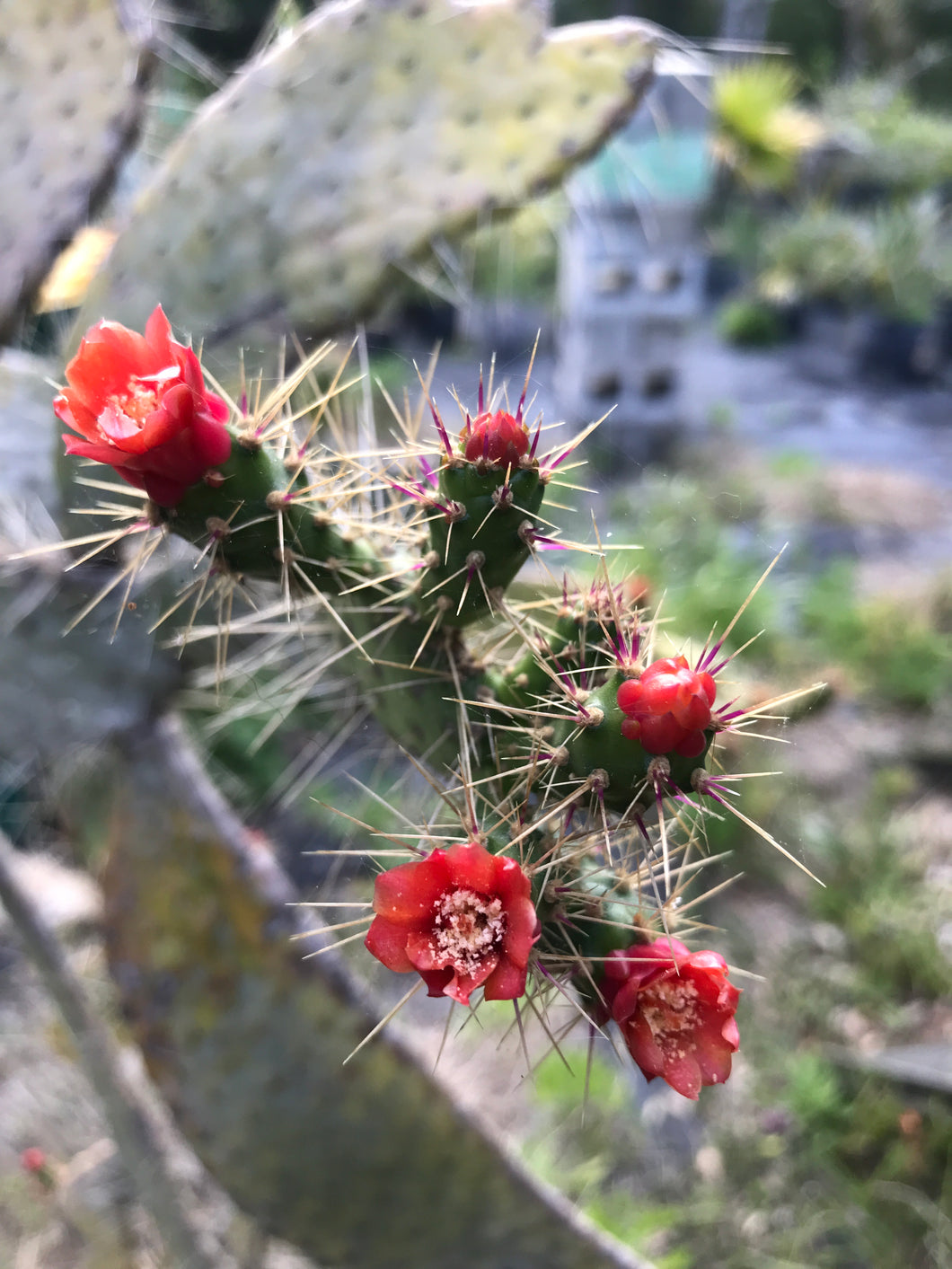 Semaphore cactus 4” Pot