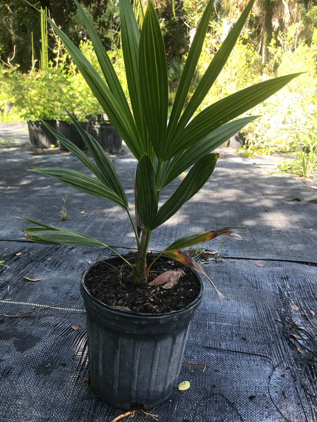 Florida Thatch Palm 1 gallon Pot