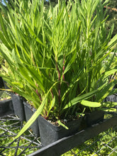 Blazing Star, Slender- Liatris gracilis 4" Pot