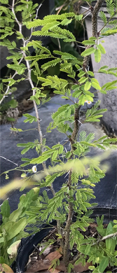 Sweet Acacia