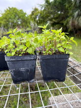 Ageratina jucunda 4” Pot