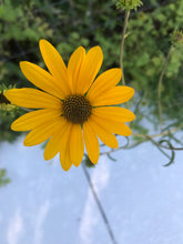 Narrow Leaved Sunflower