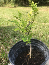 Wild Lime Tree 1 gallon