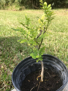 Wild Lime Tree 1 gallon