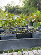 Gumbo Limbo Tree in a 4” pot
