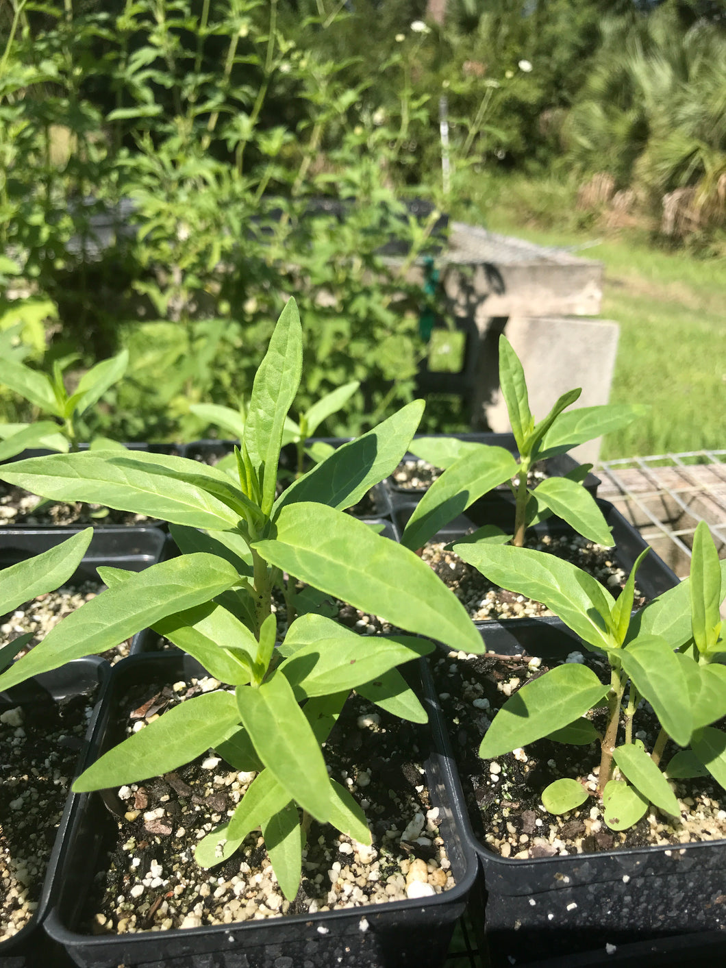 A. Pink Milkweed 4” Pot