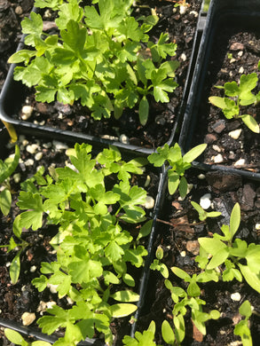 Parsley 4” Pot