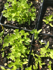 Parsley 4” Pot
