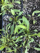 Coreopsis-Tickseeds 4” pot