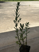 Beach Elder - Iva imbricata 4” pot
