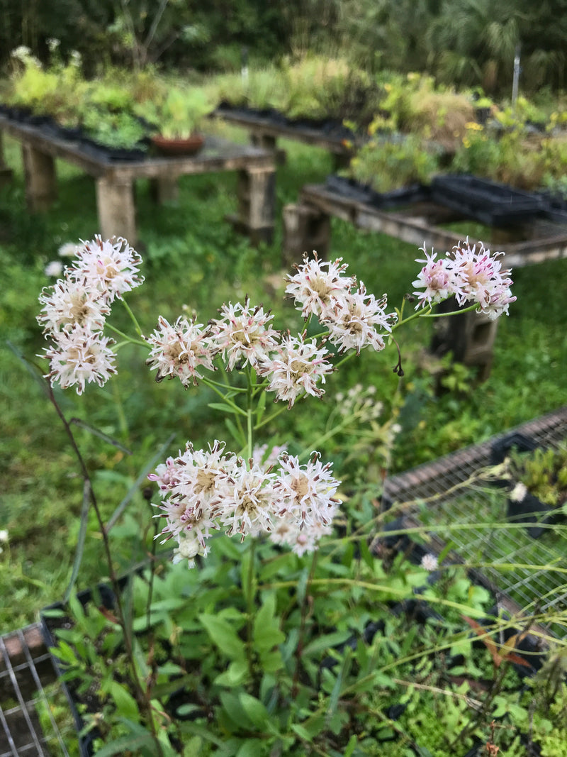 Palafoxia integrifolia 4” Pot – Florida Native Wildflowers - Maple