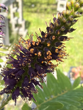 False Indigo 4" Pot