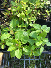 Mist Flower 4” Pot