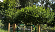 Wild Lime Tree 1 gallon