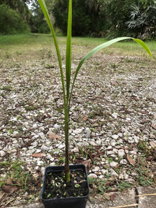 Royal Palm 4” Pot