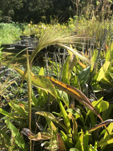 Wiregrass 4" Pot
