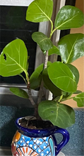 Sea Grape 4" Pot or Treecones