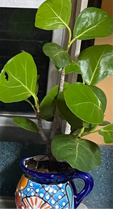 Sea Grape 4" Pot or Treecones