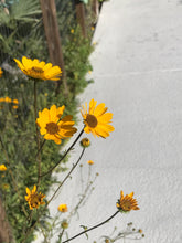 Narrow Leaved Sunflower