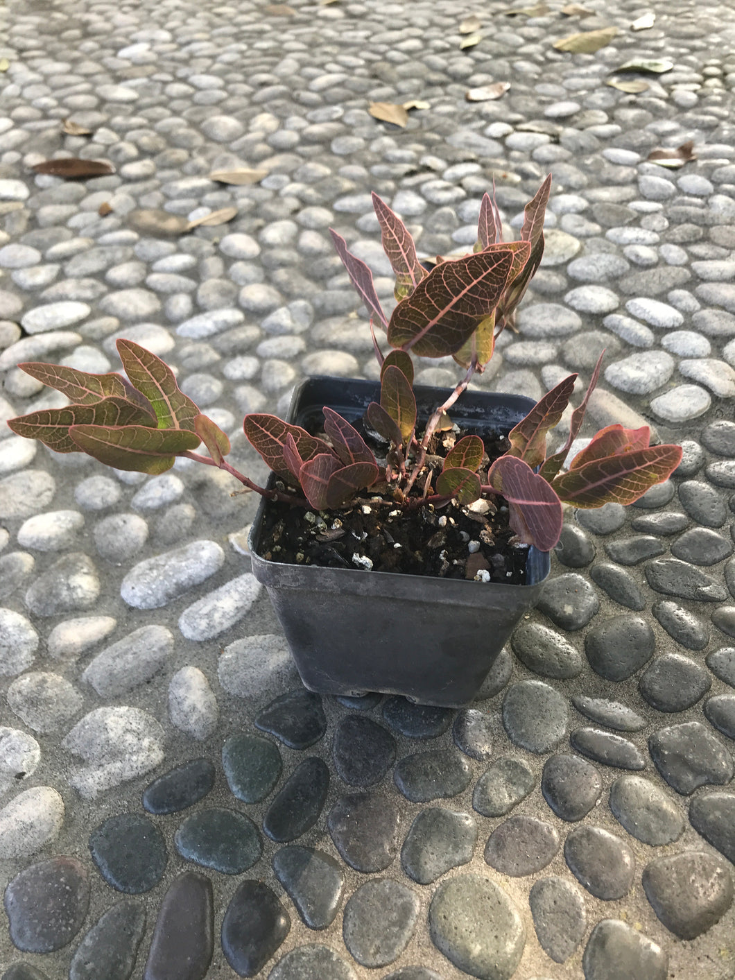 Pinewoods Milkweed 4” pot. Limited number