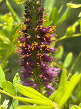 False Indigo 4" Pot
