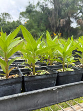 A. Pink Milkweed 4” Pot