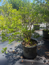 Simpson’s Stopper 1 gallon Pot