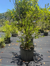 Simpson’s Stopper 1 gallon Pot