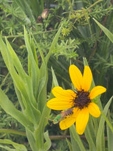East Coast Dune Sunflower 4" Pot