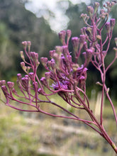 Vanilla Plant - Carphephorus ordoratissimus 4" Pot