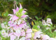 Dotted Horsemint or Spotted Beebalm - 4" Pot