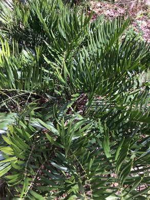 Coontie-Zamia pumila 1 gallon pot