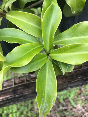 Marlberry- Ardisia escallonioides 1 gallon Pot